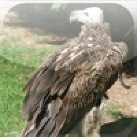 SlidePuzzle - Vulture