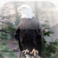 SlidePuzzle - Bald Eagle
