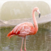 SlidePuzzle - Flamingo