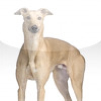 SlidePuzzle - Greyhound