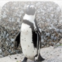 SlidePuzzle - Penguin