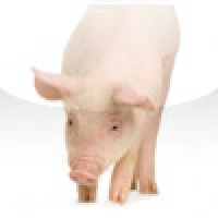 SlidePuzzle - Pig