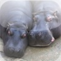 Lazy Hippos Slide Puzzle