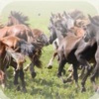Galloping Horses Slide Puzzle