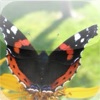 Red Admiral Butterfly Slide Puzzle