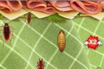 Bug Buster (iPhone/iPod)