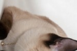 Siamese Cat Slide Puzzle (iPhone/iPod)