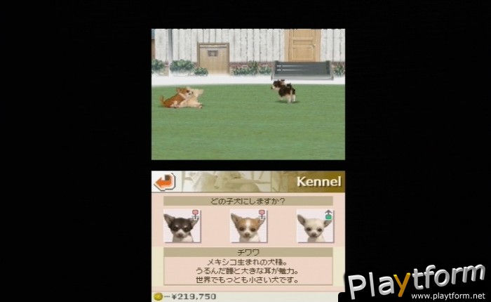 Nintendogs: Chihuahua and Friends (DS)