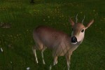 Deer Hunter 2005 (PC)