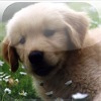 iPuzzle Pro - Puppy Version Slider Game