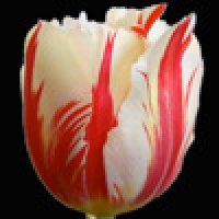 New Moon Quiz