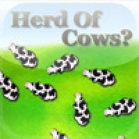 Herd of Cows?