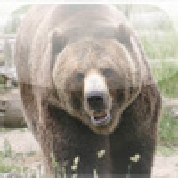 SlidePuzzle - Bear