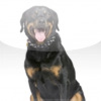 SlidePuzzle - Rottweiler