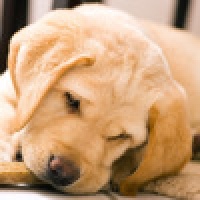 Cutie Scratch -Dogs-
