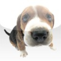 The Dog - Puppy Pets