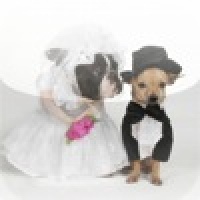 Dog Wedding Slide Puzzle