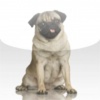 Pug Slide Puzzle