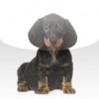 Dachshund Slide Puzzle