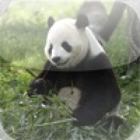 Giant Panda Slide Puzzle