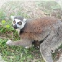 Lemur Slide Puzzle