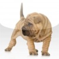 Sharpei Slide Puzzle
