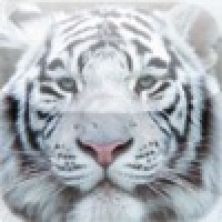 White Tiger Slide Puzzle