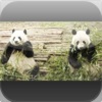 Giant Pandas Slide Puzzle