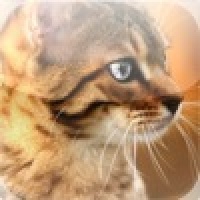 Silver Eyed Cat Slide Puzzle