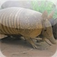 Armadillo Slide Puzzle