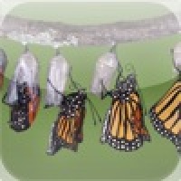 Butterflies Slide Puzzle