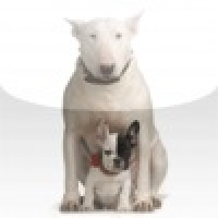 Bull Terrier with a puppy Slide Puzzle