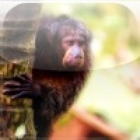 MonkeyClick