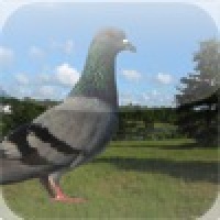 pPigeon