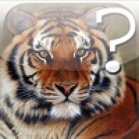 A Wild Cats Quiz