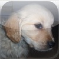 Hilarious Hangman - Dogs