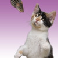 Cat Cat Mouse - Memory game for people who love cats!