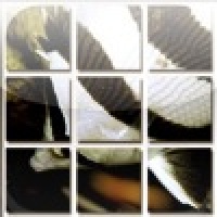 SlideMe:Fish