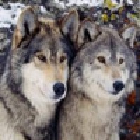 Wolf Sounds
