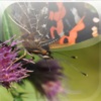 Butterfly15