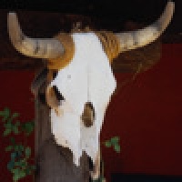 Stampede Slots