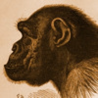 Ape Test