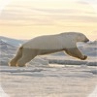 Polar Bear Leaping Slide Puzzle