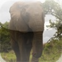 Wild Elephant Slide Puzzle