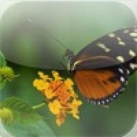 Tropical Butterfly Slide Puzzle