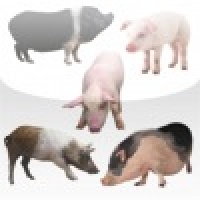 Pig Family Slide Puzzle