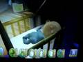Baby Luv (PC)