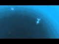 flOw (PlayStation 3)