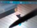 Catz (DS)