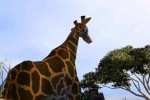 Poacher (PC)
